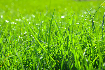 Fototapeta premium Lush green grass outdoors on sunny day, closeup