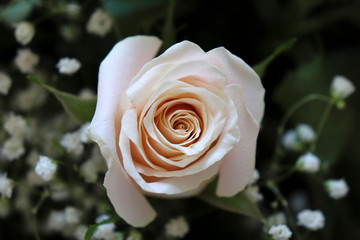 Background with a soft pink rose. Wedding bouquet. International women day. Love and holiday concert.