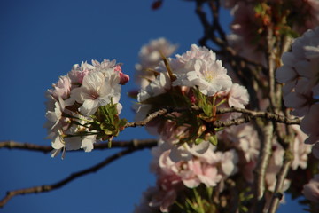 Pink flower blossom of the Prunus tree with blue sky in the Netherlands