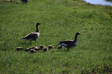 Young geese chicks in the pastures in the Krimpenerwaard where they cause inconvenience to farmers
