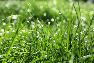 Lush green grass outdoors on sunny day, closeup