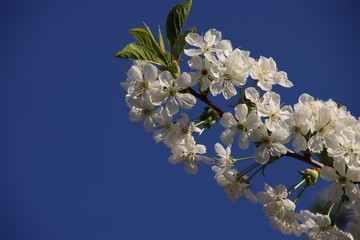 White cherry tree blossom with blue sky in the background in spring.in the Netherlands
