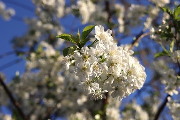 White cherry tree blossom with blue sky in the background in spring.in the Netherlands