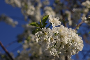 White cherry tree blossom with blue sky in the background in spring.in the Netherlands