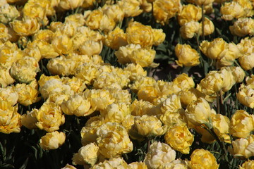 Fields full of tulips that grow colorfully on island Goeree Overflakkee during the spring to harvest flower bulbs later in the Netherlands