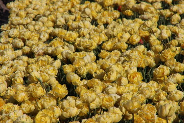 Fields full of tulips that grow colorfully on island Goeree Overflakkee during the spring to harvest flower bulbs later in the Netherlands