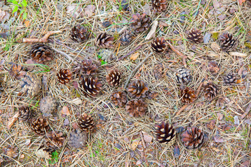 Lots of little cones on the ground
