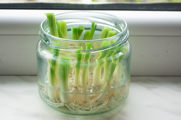 Growing green onions scallions from scraps by propagating in water in a jar on a window sill