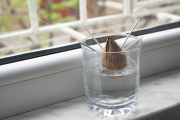 Regrowing/growing the avocado plant at home from seed by propagating the seed in a jar with water with toothpicks to support