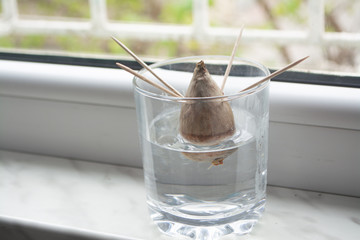 Regrowing/growing the avocado plant at home from seed by propagating the seed in a jar with water with toothpicks to support