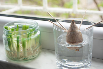 Growing green onions scallions from scraps by propagating in water in a jar on a window sill and avocado growing from seed with toothpicks for support - Powered by Adobe