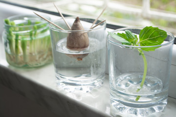 Growing green onions scallions from scraps by propagating in water in a jar on a window sill, basil rooting in water and avocado growing from seed with toothpicks for support