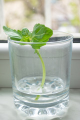 Rooting/propagating green basil in a jar of water prior to regrowing from scraps in soil