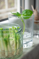 Growing green onions scallions from scraps by propagating in water in a jar on a window sill, basil rooting in water and avocado growing from seed with toothpicks for support