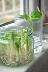Growing green onions scallions from scraps by propagating in water in a jar on a window sill, basil rooting in water and avocado growing from seed with toothpicks for support