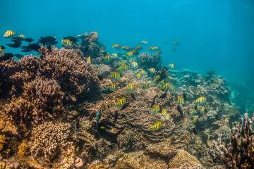 Colorful reef fish swimming over pristine coral reef in shallow water