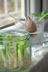Growing green onions scallions from scraps by propagating in water in a jar on a window sill, basil rooting in water and avocado growing from seed with toothpicks for support