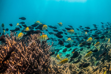 Fototapeta na wymiar Colorful reef fish swimming over pristine coral reef in shallow water