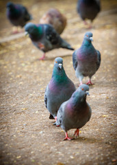 blue birds pigeons walk on the brown asphalt in the city Park in summer