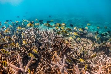 Fototapeta na wymiar Colorful reef fish swimming over pristine coral reef in shallow water