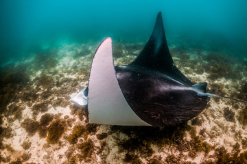 Fototapeta premium Manta ray swimming in the wild in clear blue water