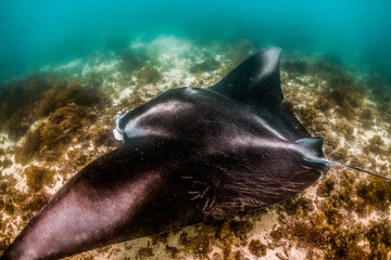 Manta ray swimming in the wild in clear blue water