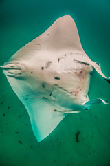 Manta ray swimming in the wild in clear blue water