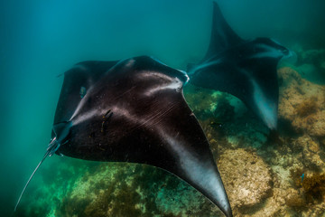 Manta ray swimming in the wild in clear blue water