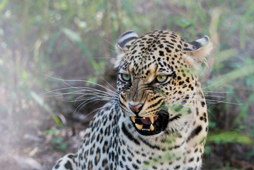 Snarling Leopard