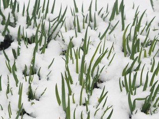 In spring, snow fell on green leaves.A natural phenomenon. Green onions peeps out from under the snow.