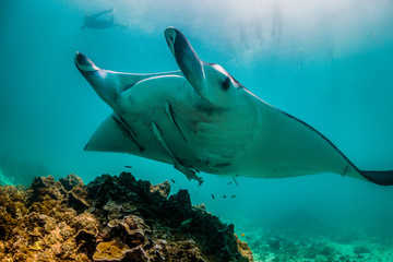 Manta ray swimming in the wild in clear blue water