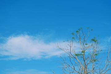 sky and clouds with tree beautiful in landscape