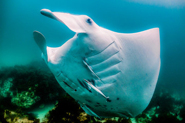 Manta ray swimming in the wild in clear blue water