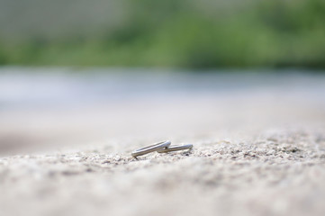 Antique silver wedding rings on natural bokeh background on rock.