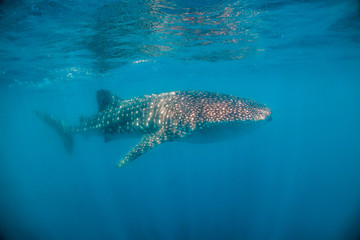 Naklejka premium Whale shark swimming close to the surface in blue water