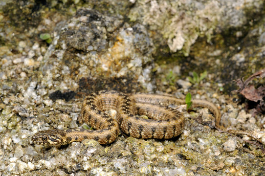 Viperine snake / Vipernatter (Natrix maura), Spain / Spanien