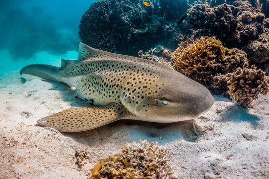 Leopard shark resting on the sea bed among colorful coral reef