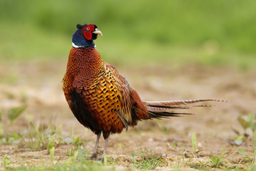 Solitary common pheasant, phasianus colchicus, feeling threatened and disturbed. Ring-necked bird paying attention and observing the surroundings. Animal with beautiful plumage colour on the meadow.