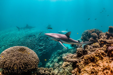 Naklejka na ściany i meble Grey reef shark swimming around colorful coral reef in clear blue water