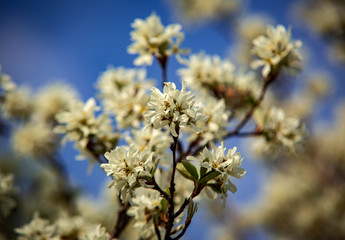 Blume