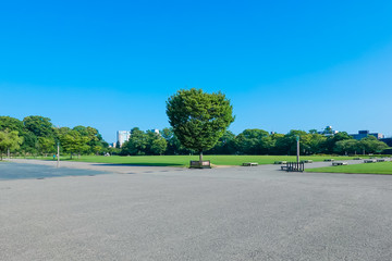 金沢城新丸広場の一本木