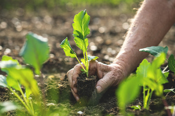 Planting vegetable seedling into soil. Farmer holding green kohlrabi plant in hand. Gardening in...