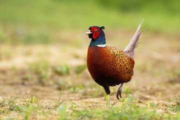 Adult common pheasant, phasianus colchicus, with tail upright. Curious ring-necked cock observing the surroundings of the green meadow. Solitary wild bird with colorful plumage in its natural habitat.