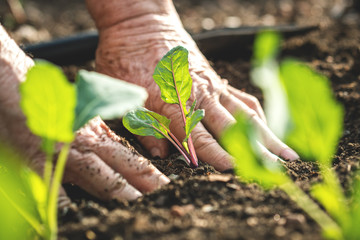 Farmer´s hands planting kohlrabi seedling in vegetable garden. Gardening at spring - obrazy, fototapety, plakaty