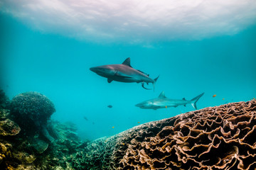 Grey reef shark swimming around colorful coral reef in clear blue water