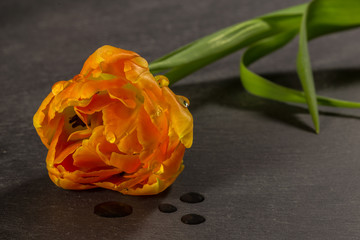 Tulpe