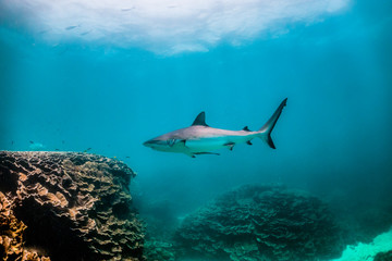 Fototapeta na wymiar Grey reef shark swimming around colorful coral reef in clear blue water