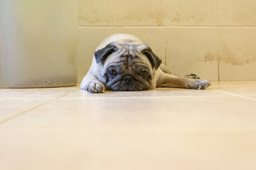 Lazy and sleepy pug dog lying on the floor