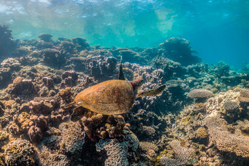 Fototapeta na wymiar green turtle swimming in clear blue water among colorful coral formations