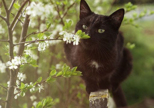 Black kitty sniffing flower. Spring black cat. Aroma.